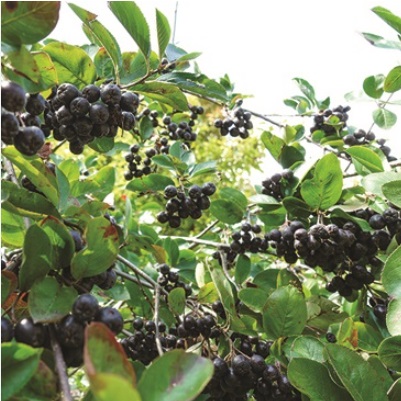 Aronia bushes