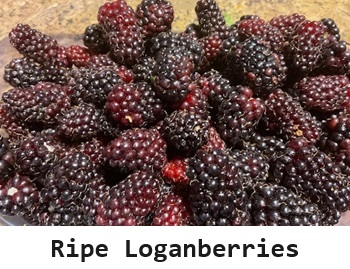 Loganberries