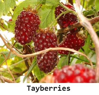 Tayberries