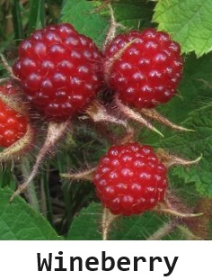 Wineberries