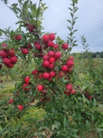 Atlas Orchards peaches