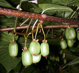 Kiwiberries