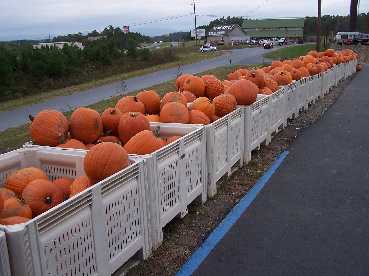 Panorama Farm Market