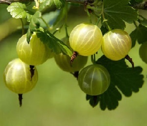 white gooseberries