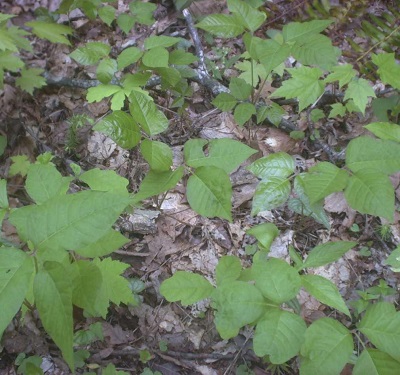 Poison ivy