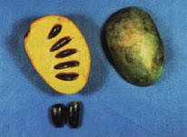 Pawpaw, cut in half