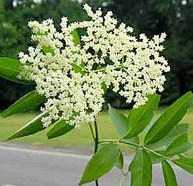 Elderberry in bloom