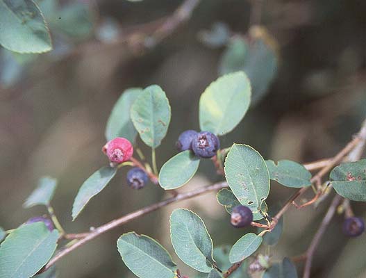 Saskatoons