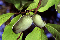 Pawpaws