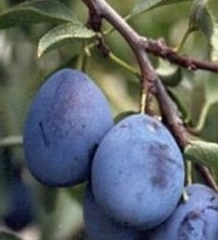 Italian Prune Plum